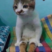 Dionysos (@herkeseecondom) Twitter profile photo