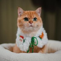 Mr Tester (@mrtester77) 's Twitter Profile