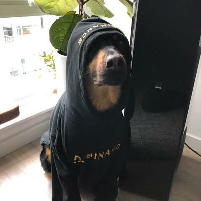 binancedog_cleo's profile picture. https://t.co/InZGA5K8YC