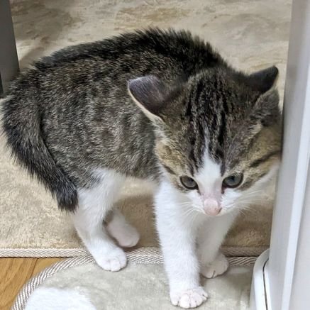猫4匹イタチ2匹と人間子2人のおかんです😄 日常や我が家の猫イタチのこと多めです🤗 ただの動物好きです😻変なリポスト多い方や勧誘DM❌️