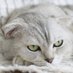 灰色ねこ (@haiiro_neko542) Twitter profile photo 灰色ねこ (@haiiro_neko542) Twitter profile photo