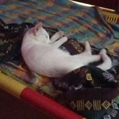 Jaiseel54642537's profile picture. easigan