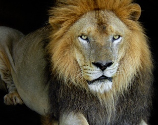 ponipoy's profile picture. 