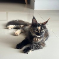 ชายเดี่ยวนนทบุรี (@srawuthk61468) 's Twitter Profile
