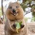 Quokka (@quoka21) Twitter profile photo Quokka (@quoka21) Twitter profile photo
