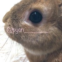 ぴー (@pyon_______) 's Twitter Profile Photo ぴー (@pyon_______) 's Twitter Profile Photo
