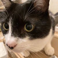 エコハチ (@ecohachi2) 's Twitter Profile