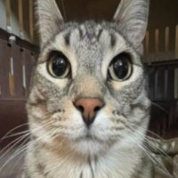 donut (@donutlongsbtc) 's Twitter Profile Photo donut (@donutlongsbtc) 's Twitter Profile Photo