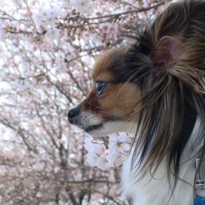 19歳間近でお空へ引っ越したパピヨンのチェルさんの飼い主。18年9ヶ月18日、6866日生き抜きました。ヌシはNs→CMへ職業チェンジ。所用で2025/4〜北陸→東京へ。犬と馬が好き。1人息子と格闘する日々。音楽はBLANKEYとMichelleとFloodとREDHOTと Franzなど
