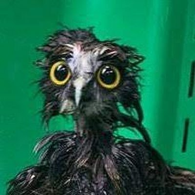 MaxwellGol36020's profile picture. 