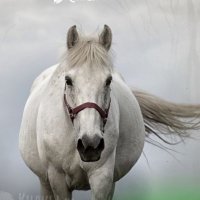 مواطن آل شَمَّر (@ibnshmmr) Twitter profile photo