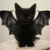 Pyseph (@pyseph) 's Twitter Profile