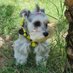 il cane chi parla (@constorri) Twitter profile photo il cane chi parla (@constorri) Twitter profile photo