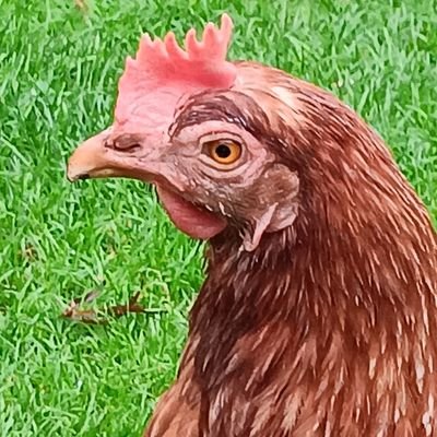 jananderson149's profile picture. 30 years in the NHS.  Animal lover, environmentalist. Artist/singer. Hoping for a kinder more tolerant world. Scottish and proud.