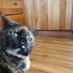 Childless Cat Lady for Change (@catlady4vance) Twitter profile photo Childless Cat Lady for Change (@catlady4vance) Twitter profile photo