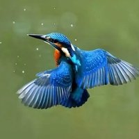 Kingfisher Ward (@amberwardnotts) 's Twitter Profile Photo Kingfisher Ward (@amberwardnotts) 's Twitter Profile Photo