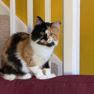 fiprice1's profile picture. passionate about allotments, gardening, cats and flowers!