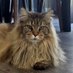 Maine Coon Cat Life (@mainecooncatsoh) Twitter profile photo Maine Coon Cat Life (@mainecooncatsoh) Twitter profile photo