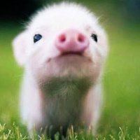 ぽちゃ(。•🐽•。) (@pocha4716) 's Twitter Profile Photo ぽちゃ(。•🐽•。) (@pocha4716) 's Twitter Profile Photo