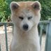 Elon Musk's Pet Doge (@3renj4eger) Twitter profile photo Elon Musk's Pet Doge (@3renj4eger) Twitter profile photo