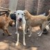 Joel dog shelter (@joel75043) Twitter profile photo Joel dog shelter (@joel75043) Twitter profile photo