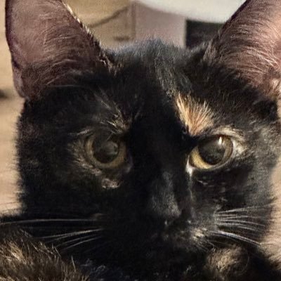 Touchthestars4's profile picture. 🇺🇦🤟