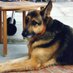 HenryWineDog (@henrywinedog) Twitter profile photo HenryWineDog (@henrywinedog) Twitter profile photo