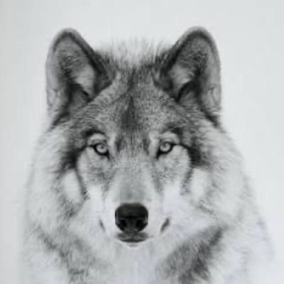 peter15715211's profile picture. Artwork