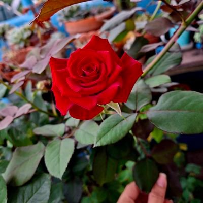 Punk3rita's profile picture. ✨111