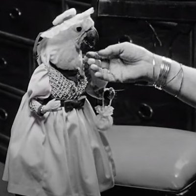 DromedariCamel's profile picture. 