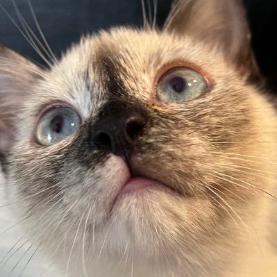 ourcatparty's profile picture. 