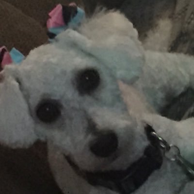 🇺🇸🇺🇸Pastie White Patriot🇺🇸🇺🇸 Profile