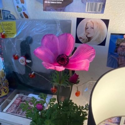 pillowyulight's profile picture. 