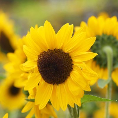Jurryharley's profile picture. Be the hero of your own story. I love flowers💐