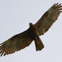 Leon Kuo 155TW799/BV6AT (@leonkuokuo) 's Twitter Profile