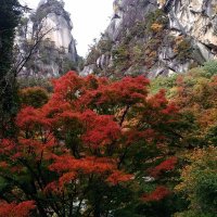 リンゴ (@izyx1ryavp8tbtd) 's Twitter Profile Photo