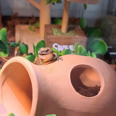 yukki_yukki1225's profile picture. 娘２人👩👩カナヘビ6、アオカナヘビ1、アオジタトカゲ、チワワ飼ってます🐕‍🦺🦎好き→ポルノグラフィティ♡ららんさん♡狩野英孝さん♡しましまりすさん♡ゲーム→マイクラ☆フォートナイト☆気軽に絡んでくださーい＼(^^)／