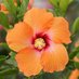 Hibiscus🌺 (@seahibiscuss) Twitter profile photo Hibiscus🌺 (@seahibiscuss) Twitter profile photo
