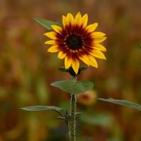 Mahboobullah (@mahboobull83484) 's Twitter Profile
