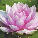 副業で安定した収入を得る方法を共有中。副業を始めてみたい人に有益な情報をお届け。少しですが現金給付企画も始めました。 詳しくはコチラ▶ https://t.co/LuURGCdKR5