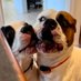 CharlieHotelFoxtrot (@burrow2chase4_6) Twitter profile photo CharlieHotelFoxtrot (@burrow2chase4_6) Twitter profile photo