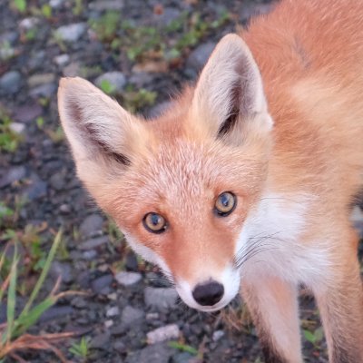 HAGE54039's profile picture. STEPN垢に見せかけた政治垢
高市早苗、統一教会、神谷宗幣、立花孝志が嫌い
クリプト懐疑派