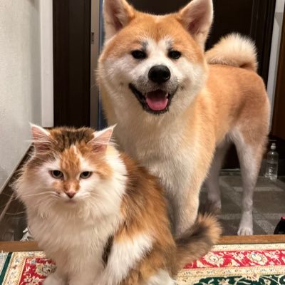 秋田　カエゾ～さんのプロフィール画像