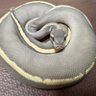 is2ballpython's profile picture. ボールパイソン→スーパールッソ♀・バナナピンストライプ♂・ファントムhetゴースト♂・レオパードクラウン♂・GHIモハベゴースト♀・スーパーファイア♀ ニシアフ→ホワイトアウトオレオ♀・スノー♀・パープルヘイズ♀ レオパ→W &Yラプター♂ クレス→リリーホワイト♂・レッドダルメシアン♀ ジャイゲコ→ヌアミ♀