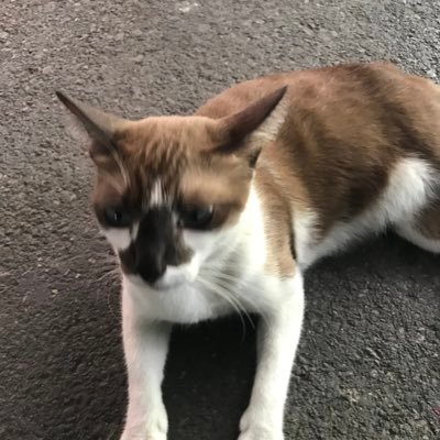 Robocar1911's profile picture. 