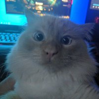 Player 230 (@unhappymeal444) 's Twitter Profile Photo