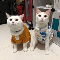 Bond & Loki (@bondsibondd) 's Twitter Profile Photo Bond & Loki (@bondsibondd) 's Twitter Profile Photo