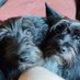 Motte und Fibi (@olddogtimmy) Twitter profile photo Motte und Fibi (@olddogtimmy) Twitter profile photo