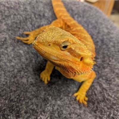 sldwtr2's profile picture. 爬虫類・MTGアカ