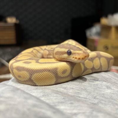 takeuma31888270's profile picture. 爬虫類と同居🦎 サルバx1 レッドテグーx1 フトアゴx2 レオパx2 ボールパイソンx18🐍 絶賛ボールにハマっております✨無言フォローすいません🙇‍♂️皆さん是非とも仲良くしてください😊よろしくお願いします✨
